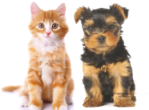 Service &amp; Support Animals | Professional property management advice in Phoenix